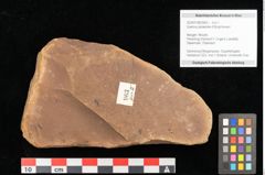 Foto (Objekt + Etikett) von Quercus palaeoilex Ettingshausen (NHMW-GEO-2024-0188-0963)
